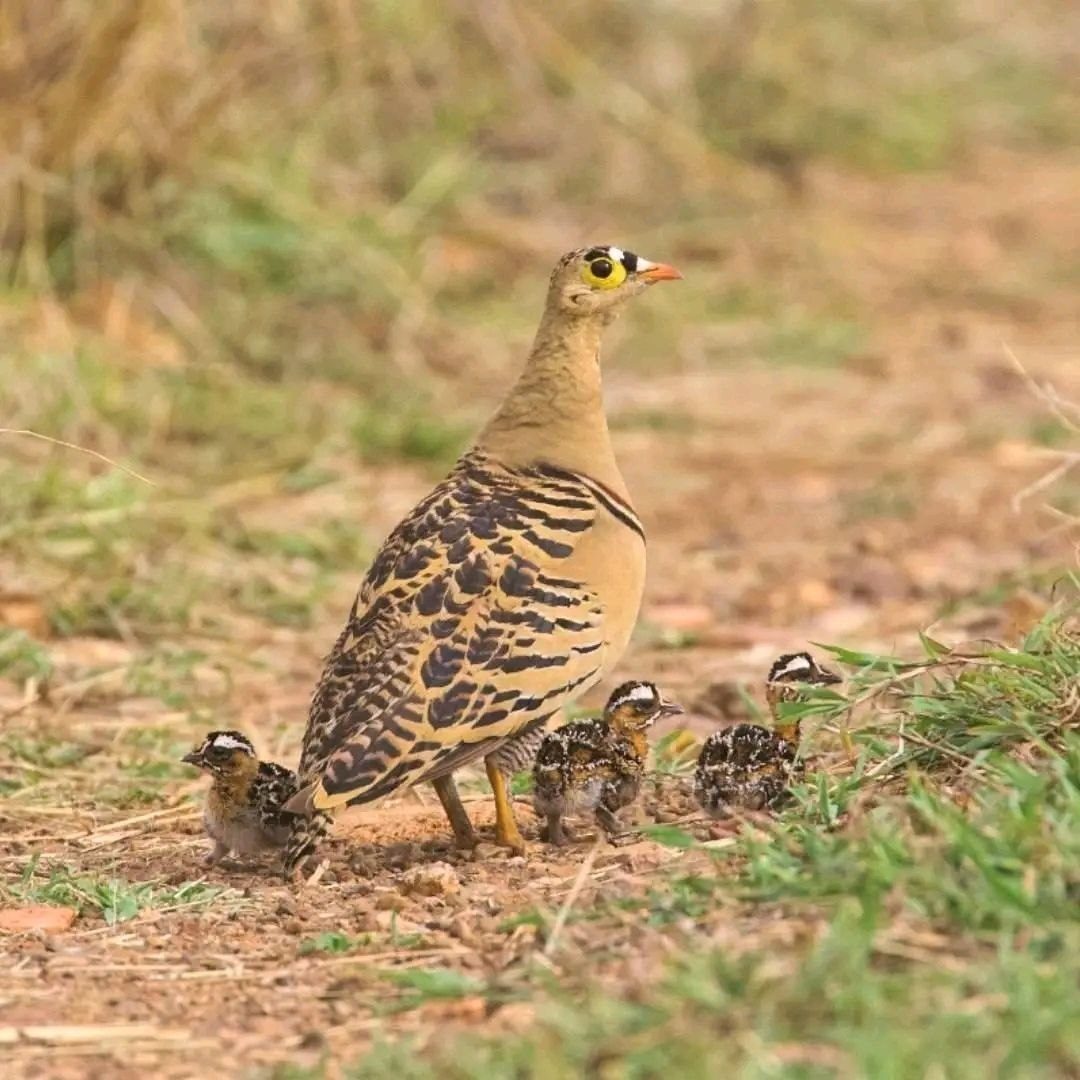 Bird watching Ethiopia on combined culture and nature tour